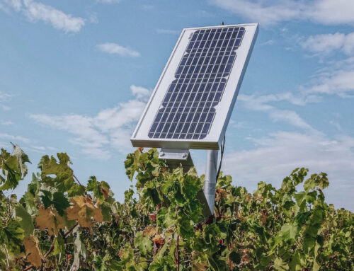 První vinice a malinovníky doplňují solární panely. Agrovoltaika přichází do Česka