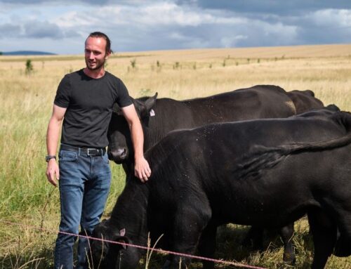 Býci jsou v regenerativním zemědělství krotcí jako beránci, říká chovatel