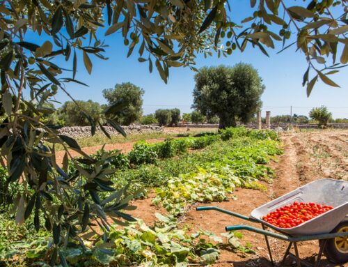 Mozzarella, víno a černá prasata. Jak se dělá agroturistika v jižní Itálii