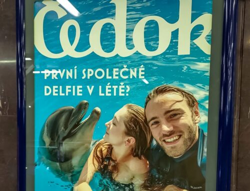 „Delfie“ s Čedokem pobouřilo ochránce zvířat aneb Delfíni na diazepamu