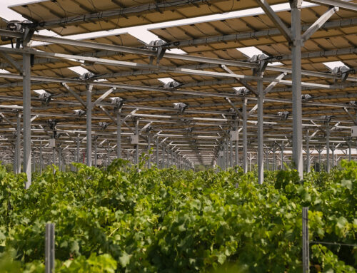 Révě ve Francii se pod soláry daří lépe než bez nich. V Česku agrovoltaiku stát omezuje na pár plodin